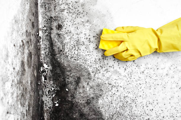 Best Mold Remediation Experts  in Marist College, NY