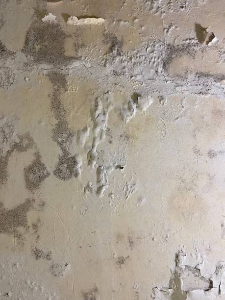 Best Mold Testing  in Marist College, NY