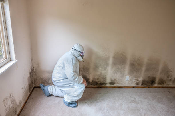 Best Emergency Mold Removal  in Marist College, NY