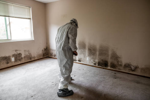 Best Mold Damage Repair  in Marist College, NY